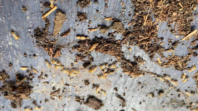 termite colony on a rotten wooden surface, property eaten by termite colony, hand heald camera movement