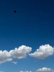 Fototapeta premium Minimal Blue Sky with Lone Bird and Distant Airplane