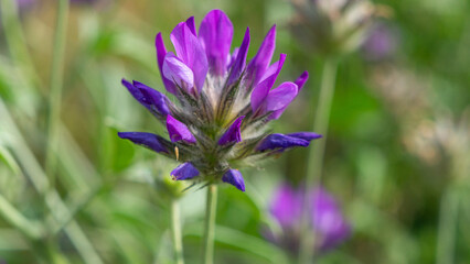 Fototapeta premium Purple flower in a green grass, , background is blurred