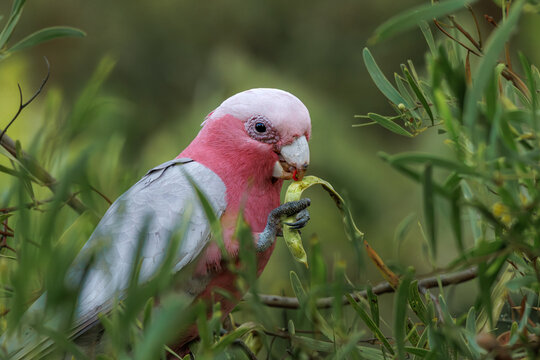 Galah cockatoo or rose-breasted cockatoo eating in the wild, Australia wildlife