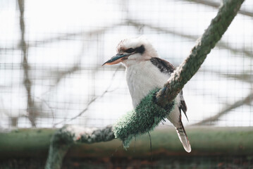 Fototapeta premium Close up bird kookaburra perched on tree branch with soft natural light and blurred background. Wildlife photography capturing animal behavior, peaceful nature environment