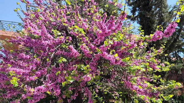 View of a spring-blooming Judas tree (Cercis siliquastrum), with bees pollinating its blossoms.