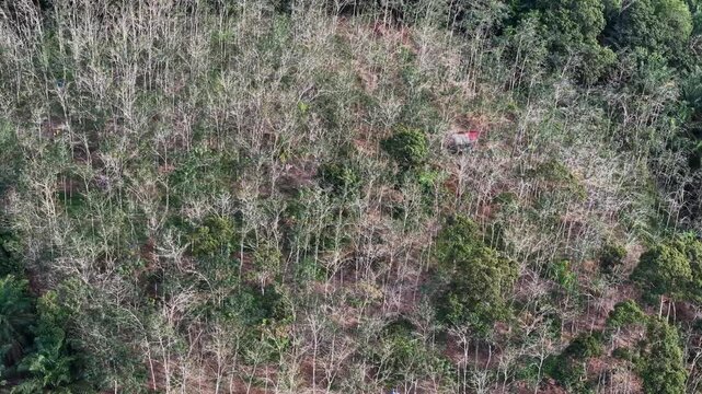 Drone footage shows a rubber tree plantation with mostly leafless trees and scattered vegetation.
