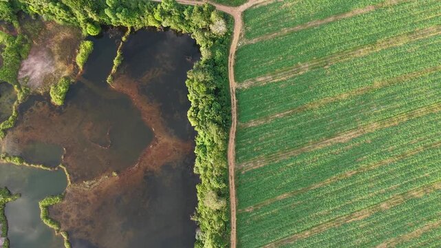 Drone footage of plantation field beside wetland and tree strip in Kubang Semang.