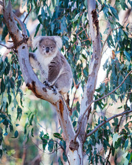 Obraz premium Koala high in trees in native habitat