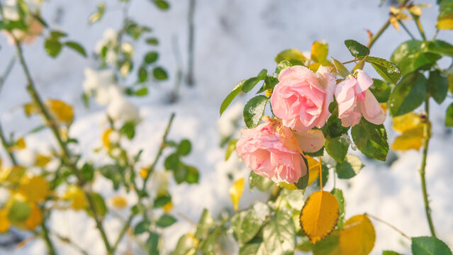 Bush pink roses covered in snow with green and yellow leaves, blurred snow. Seasons changing, transition in climate and weather. Types of flowers, shrubs in decoration of back yard and city streets