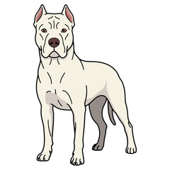 Obraz premium Powerful White Dogo Argentino Dog Clipart Isolated on a Transparent Background