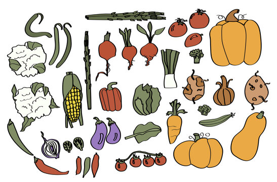 vegetable graphics collection