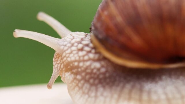 Macro View of Snail Shell Edge and Lower Tentacles