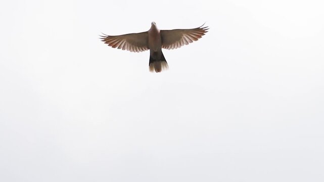 Collared Dove Flying Directly Towards Camera
