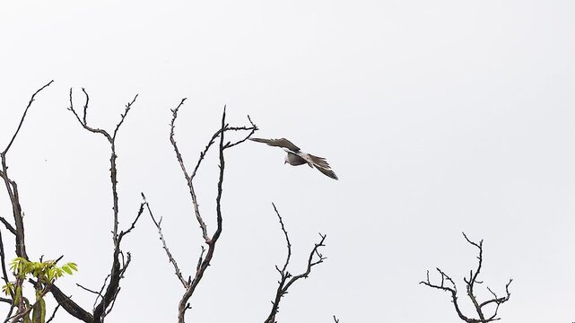 Dove Flying and Landing on Bare Tree Branches