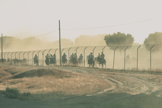 Saca de las Yeguas, Almonte, Do&ntilde;ana, Huelva, Andaluc&iacute;a, tradici&oacute;n, yeguas, caballos, potros, marisme&ntilde;os, manada, ganado, equinos, naturaleza, salvaje, bosque, pinos, &aacute;rboles, polvo, polvareda, nube, 