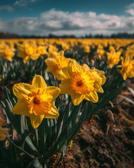 Obraz premium Field of daffodils under bright sky showcasing vibrant yellow flowers and fresh spring landscape in warm natural light outdoor scene