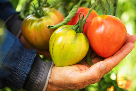 male hands hold large ripe tomatoes. big bunch of red tomatoes on the farm