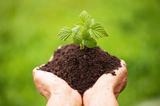 young raspberry seedling in farmer hands on a blurred background
