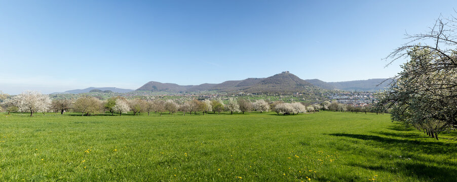 Panoramic view of a meadow orchard in spring with blooming cherry, apple, and pear trees. View of Hohenneuffen Castle, Teck Castle, and the Swabian Alb.