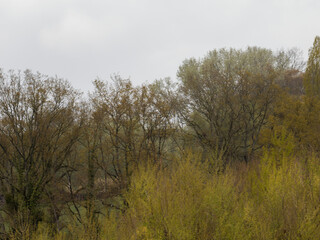 Fototapeta premium Paysage de ripisylve avec arbres et végétation printanière en milieu humide sous ciel gris