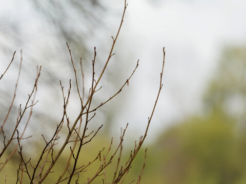 Rameaux fins avec bourgeons au printemps sur fond flou naturel, composition v&eacute;g&eacute;tale minimaliste