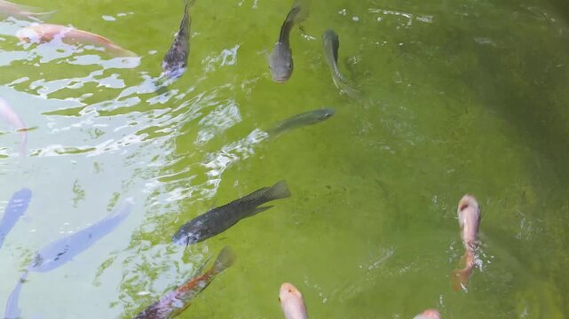 Murky green water filled with tilapia fishes suitable for aquatic agriculture or environmental conservation concept backgrounds or educational resources.