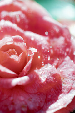 Pink rose covered in morning dew in sunlight