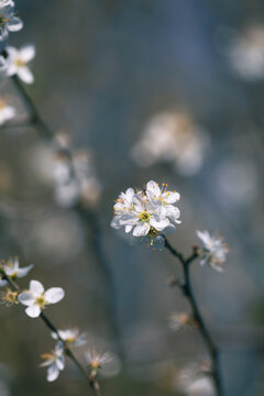 White blossom on tree branches, blue background 