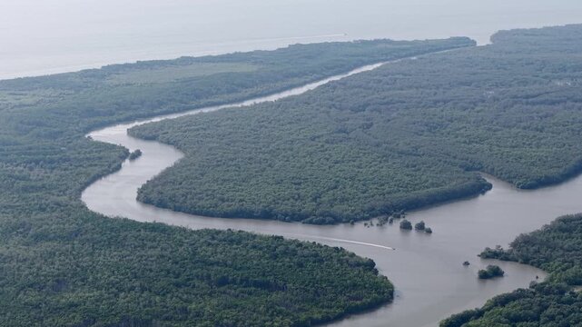 Aerial drone view of mangrove forest and winding river at Kuala Gula