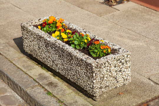 Bunt  Bl&uuml;hende Primeln in einem Blumenkasten, Deutschland