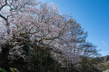 青空に映える満開の桜 長野県小川村 © RATM