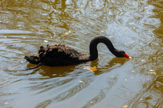 black swan with curved neck swimming through textured pond water, gentle ripples and reflections creating calm natural wildlife atmosphere