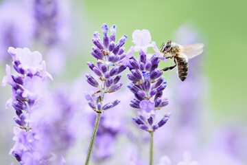 Pollination with bee and lavender with sunshine, sunny lavender. © Serenkonata