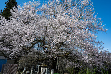 青空に映える満開の桜 長野県小川村 © RATM