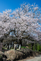 青空に映える満開の桜 長野県小川村 © RATM