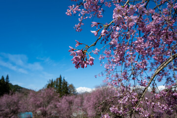 青空に映える満開の桜 長野県小川村 © RATM