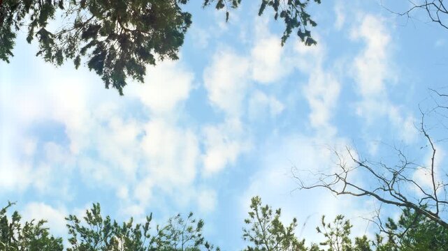 A bottom-up view of the forest treetops. The treetops are set against a backdrop of clouds. A calm, natural backdrop with a blank space for credits.