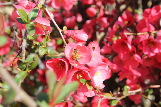 bees at work on the flowers of a pirus plant