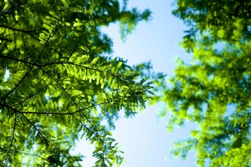 Fototapeta premium Sunlight filtering through lush green conifer branches against clear blue sky, ideal for environmental branding, wellness websites, and natural forest backgrounds.