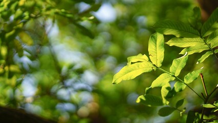Sunlight filtering through lush green leaves with beautiful bokeh background, ideal for environmental branding, wellness websites, and organic nature backgrounds. © Naum