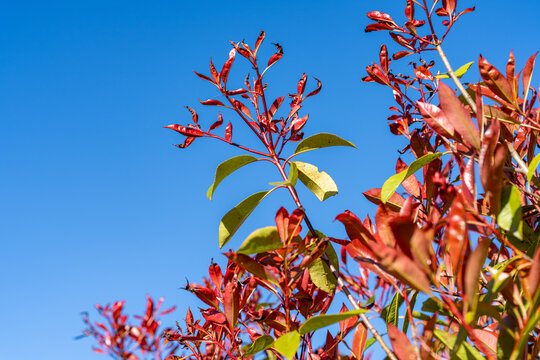 Feuillage rouge et vert d&rsquo;un arbuste ornemental &eacute;clair&eacute; par le soleil sur fond de ciel bleu clair.