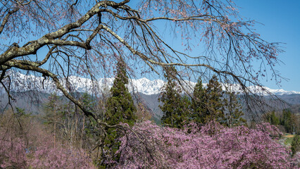残雪の北アルプスと満開の桜　長野県小川村 © RATM
