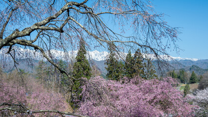残雪の北アルプスと満開の桜　長野県小川村 © RATM