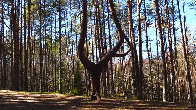 Crooked Tree with a Strange Shape Growing in a Sunny Forest
