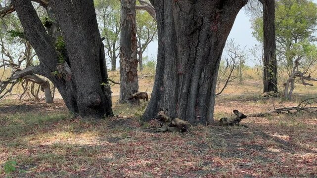 African wild dogs (Lycaon pictus) resting in the shade in Moremi Game Reserve. Botswana.
