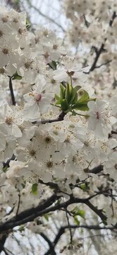 White blossomed tree branch