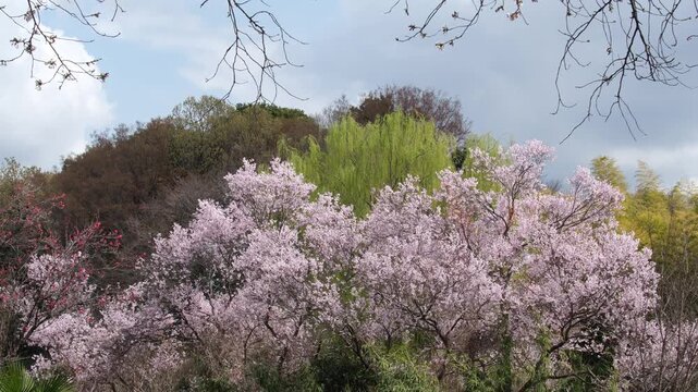 森の桜