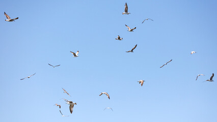 Obraz na płótnie Canvas A flock of seagulls flying in the sky