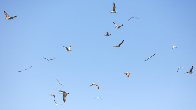 A flock of seagulls flying in the sky