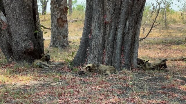 Group of African wild dogs (Lycaon pictus) resting in the shade in Moremi Game Reserve, Botswana.