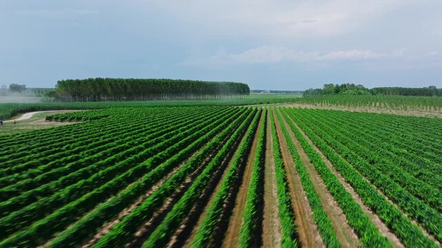 Fast drone shot over vineyard wit forest in sunny day