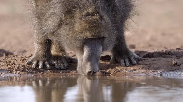 Large male baboon crouches on all fours at a waterhole, long nails visible, drinking and slurping water, droplets falling from its mouth, alert in beautiful warm African light