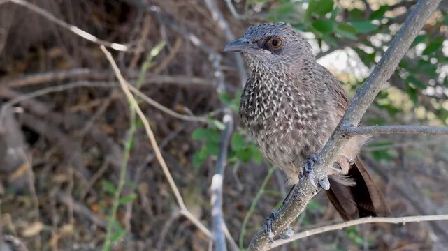Arrow-marked babbler (Turdoides jardineii) in Moremi Game Reserve, Botswana.